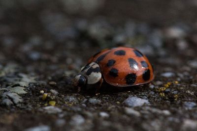 single ladybug