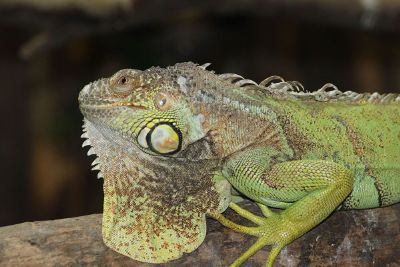 relaxing iguana