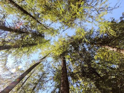 looking up at the trees