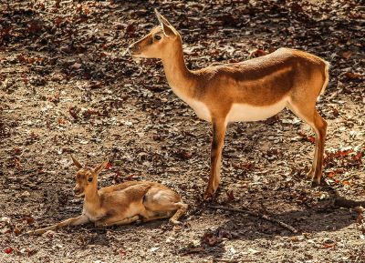 deer and fawn