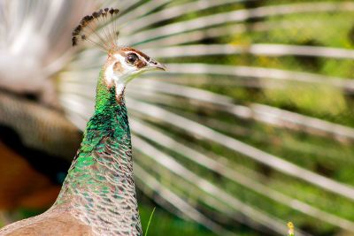 peahen posing