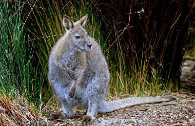 young kangaroo