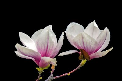 magnolia blossoms