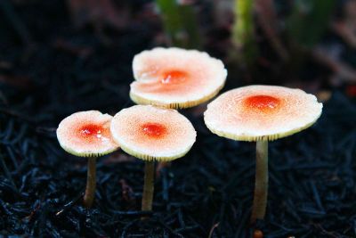 orange mushrooms