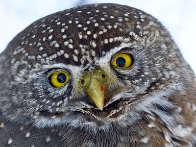 head of an owl