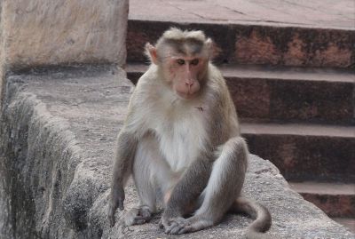 seated monkey