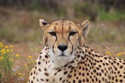 annoyed cheetah