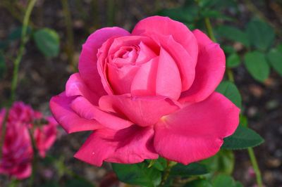 pink rose in nature