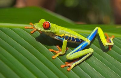 colorful frog on a leaf