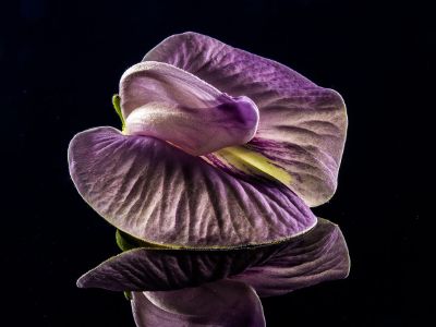 flower on the glass