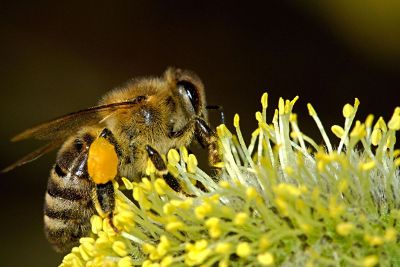 bumblebee collecting pollen