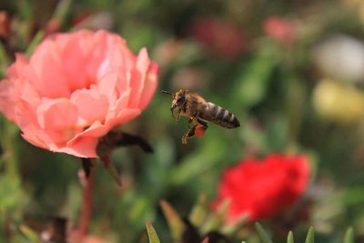 bee carrying pollen