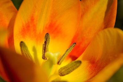 close up of orange flower petals