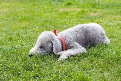 grey poodle sleeping on grass
