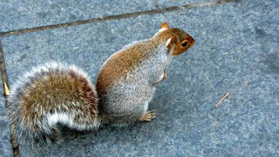 squirrel searching for food