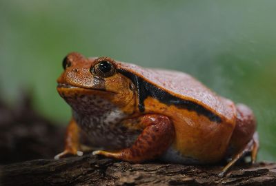 orange toad