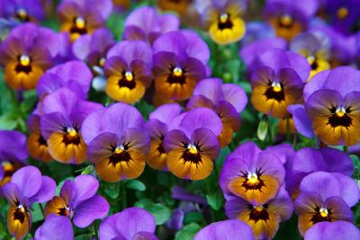 grouping of purple and yellow violets