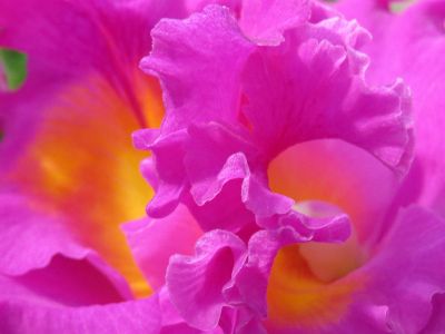pink flower blossom close up