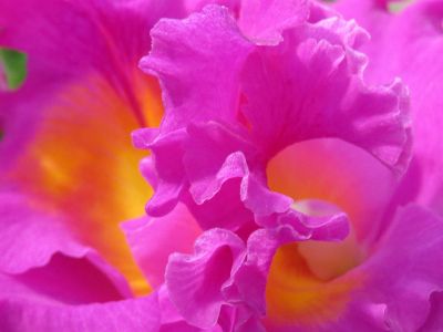 pink flower blossom close up