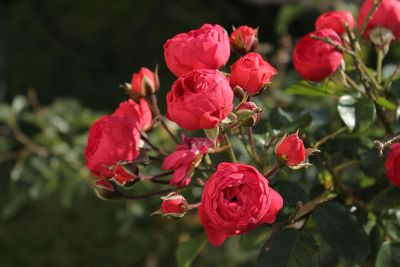 miniature red roses