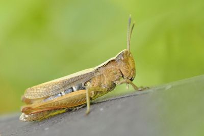 cute grasshopper