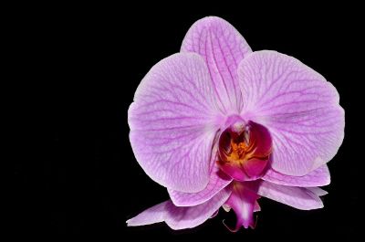 purple orchid on reflective surface