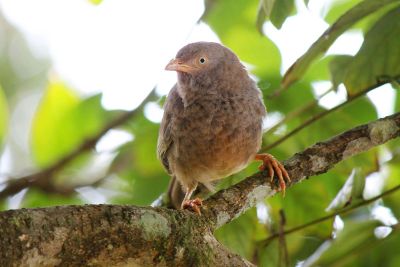 brown bird perched on a branch