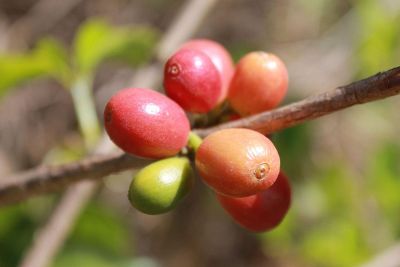 veggies on a branch