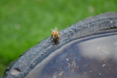 bee drinking water