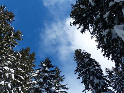 gazing up at the pine trees