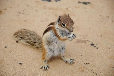 chipmunk with nut