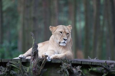 relaxed lioness