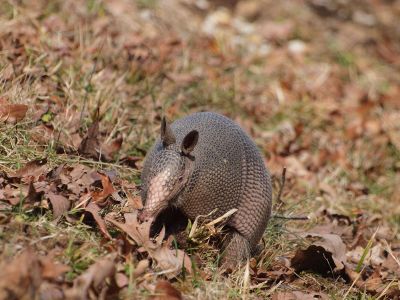 armadillo in leaves