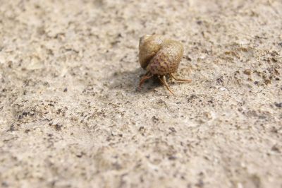 hermit crab on the sand