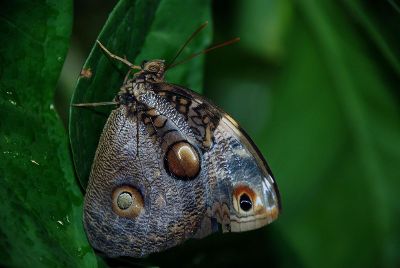 metalic butterfly