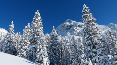 trees with snow