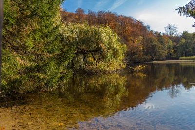 trees by a river