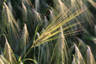 close up of wheat grass