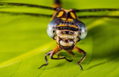 dragonfly face
