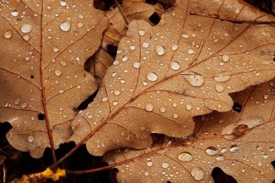 water droplets on brown leaves