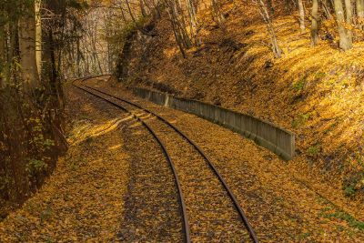 train tracks through the forest