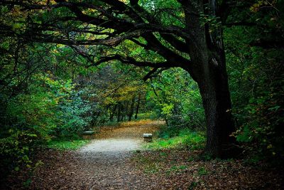 tree covered lane