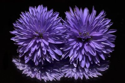 purple zinnias