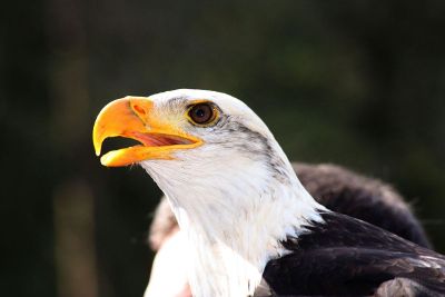 eagle with open beak