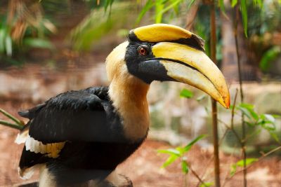 toucan bird