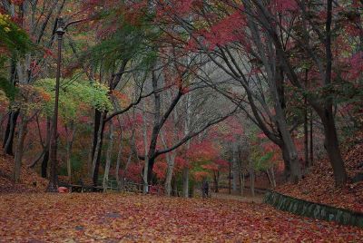 leaf covered path