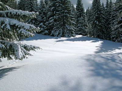 tracks in snow among evergreen trees