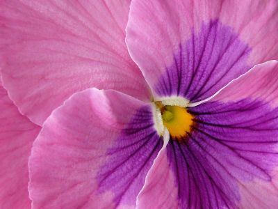 petals on display