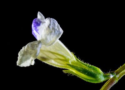 snapdragon petal