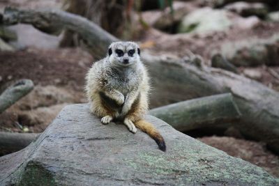 meerkat on rock